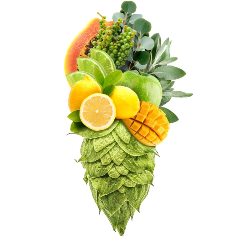 Produkt - Chmel Ekuanot (USA)