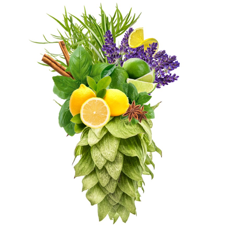 Produkt - Chmel Chinook (USA)