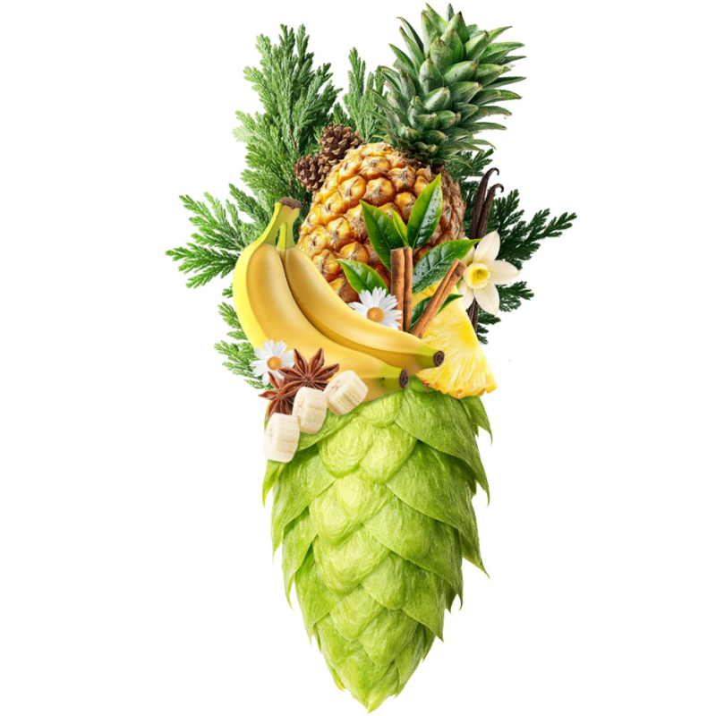 Produkt - Chmel Challenger (Anglie)