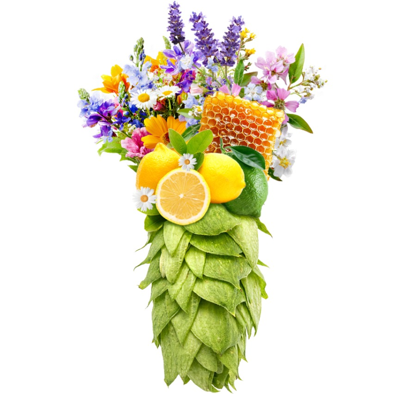 Produkt - Chmel EKG/East Kent Golding (Anglie)