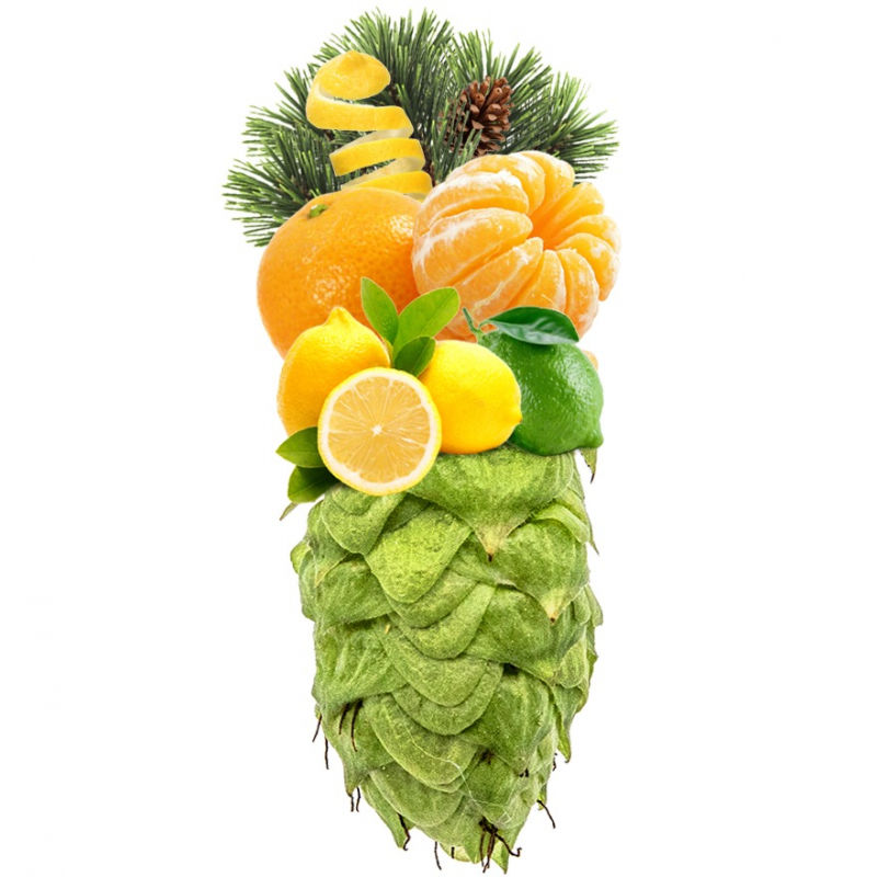 Produkt - Chmel Eclipse (Austrálie)