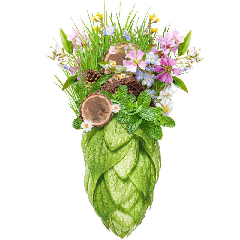 Produkt - Chmel Fuggles (Anglie)