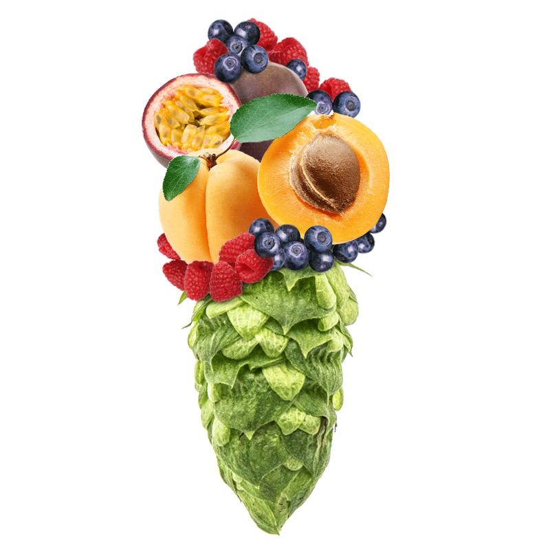 Produkt - Chmel Callista (Německo)