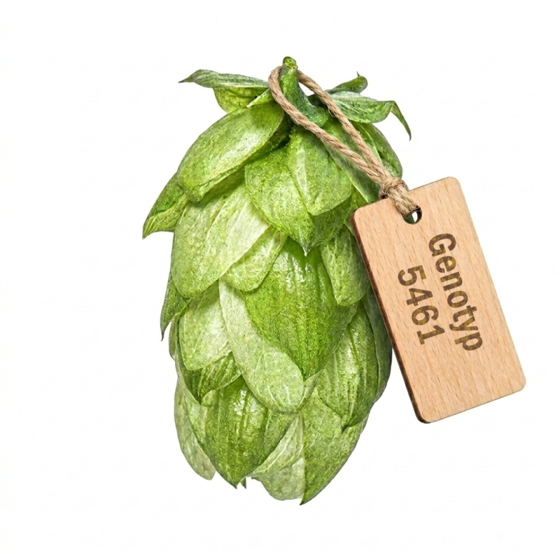 Produkt - Chmel Genotyp 5461 Inspirace (Česká republika)