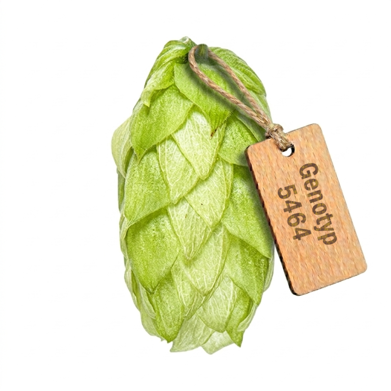 Produkt - Chmel Genotyp 5464 (Česká republika)