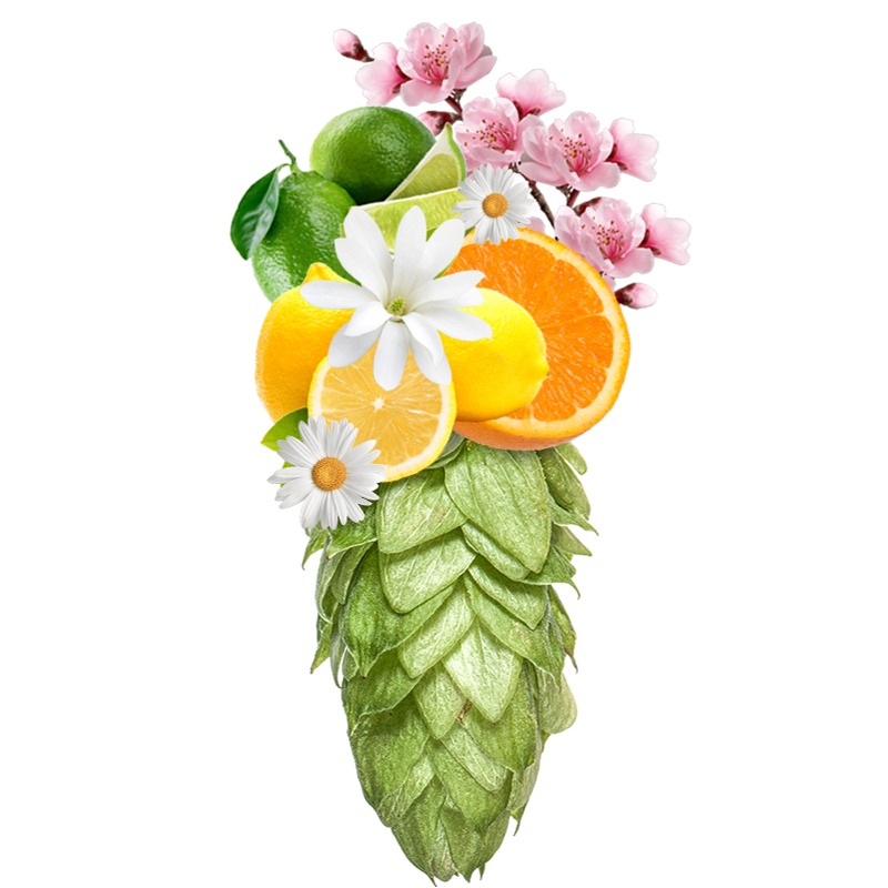 Produkt - Chmel Motueka (Nový Zéland)