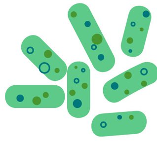 Podkategorie - Bakterie (Kyseláče)
